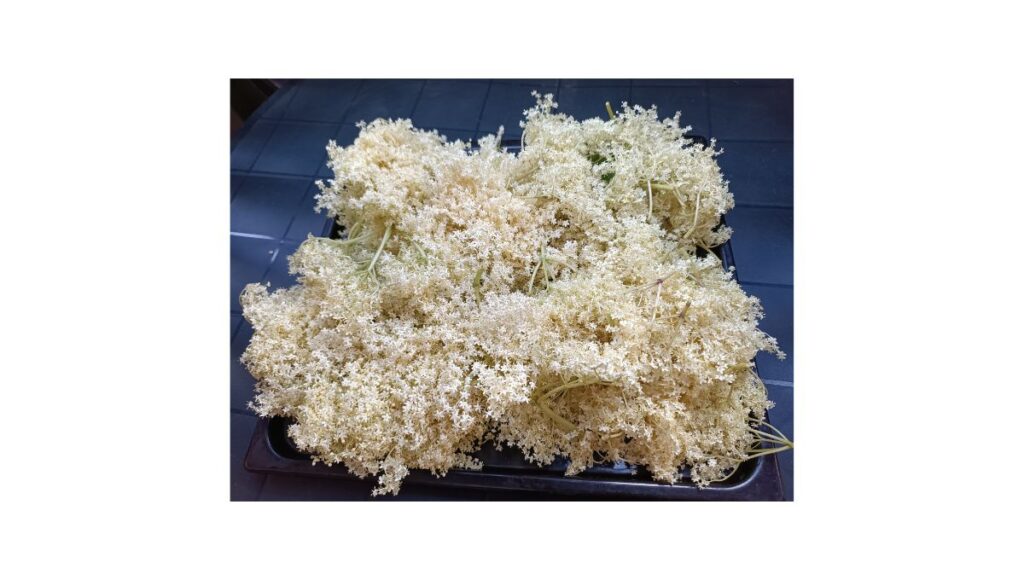 bez černý - květy