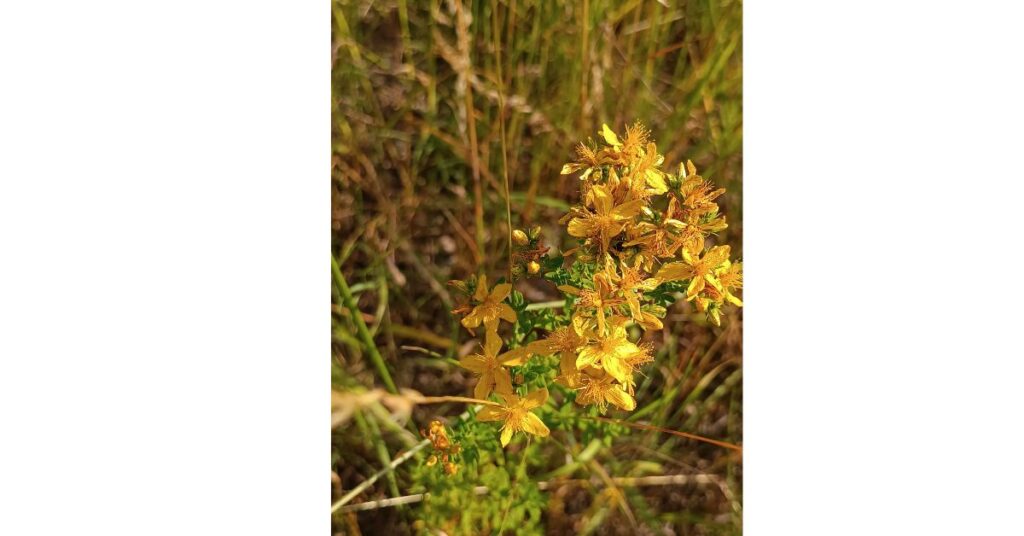 třezalka tečkovaná